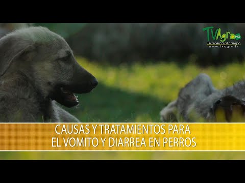 Video: Prevención De La Gastritis En Chihuahua