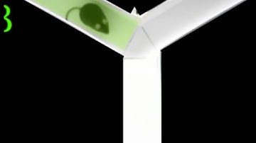 Y-Maze Spontaneous alteration and spatial working memory - KrNeuro