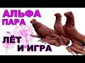 Альфа самец и самка лёт и игра. Двухчубые голуби. Tauben. Pigeons. Palomas. Pombos. الحمام Merpati