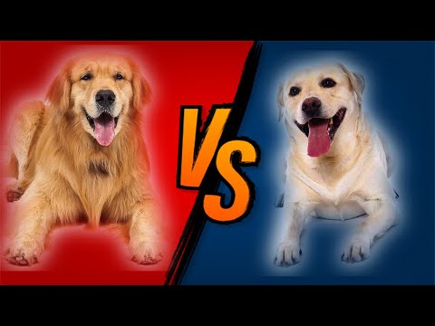 Video: Labrador - Köpek Mi Taş Mı?