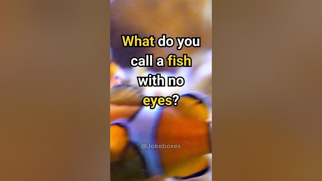  what do you call a fish with no eyes joke funny jokes youtube