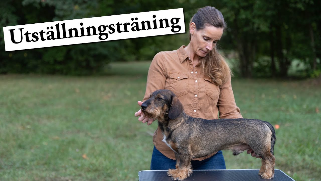 Hundskolan Utställning