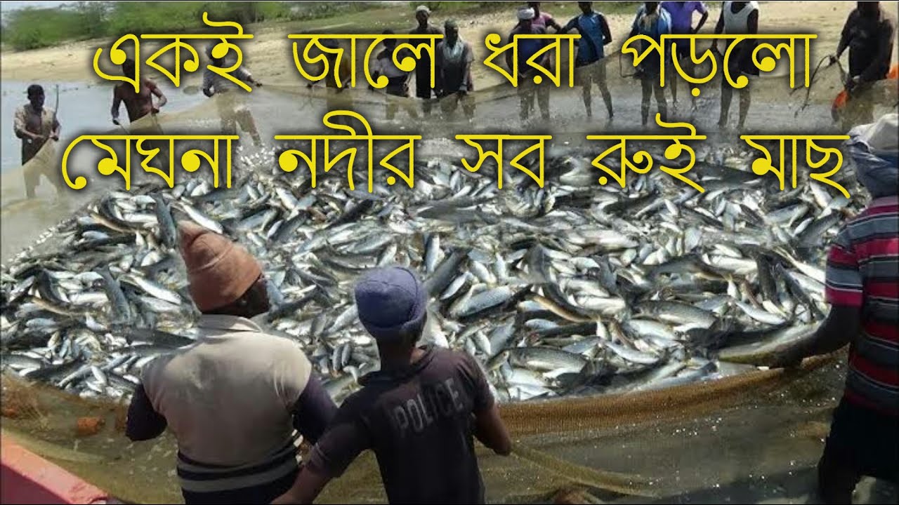 মেঘনা নদীর বিশাল রুই | Amazing Village Fishing video | Big Net Fishing ...