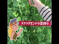 スナックエンドウ豆(スナップエンドウ豆)の美味しい食べ方(調理の仕方)