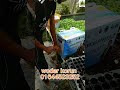 ১০০০ পিস গ্রিন বিউটি বেগুনের চারা প্যাকেটিং ও কুরিয়ার প্রসেস Customer Delivery #sorts #everyone