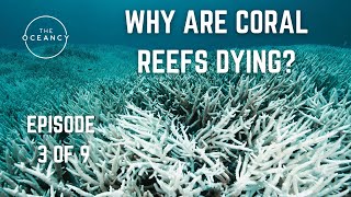 THE OCEANCY LEARNING - EPISODE 3 OF 9 - WHY ARE CORAL REEFS DYING?