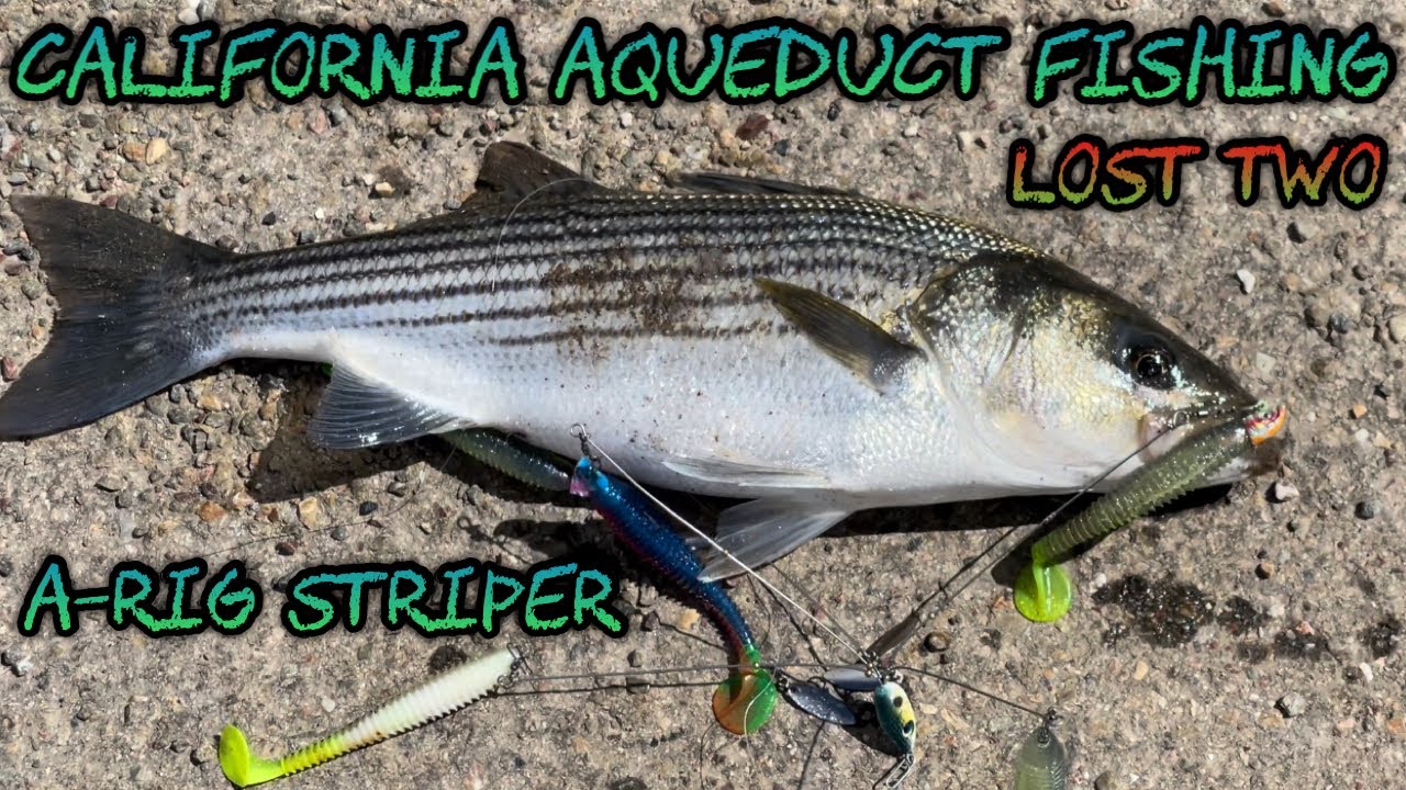 California Aqueduct Fishing 2022 - MY FIRST A-RIG STRIPER! - LOST