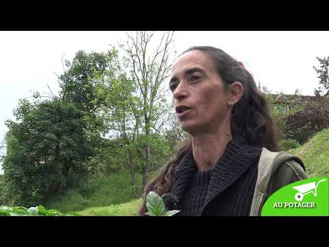 Vidéo: Cultiver Des Piments Rouges Dans Le Nord