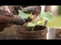 How to Grow From Seed | Mitre 10 Easy As Garden