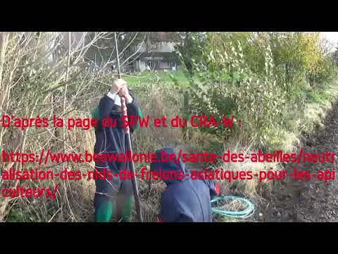 Neutralisation d'un nid