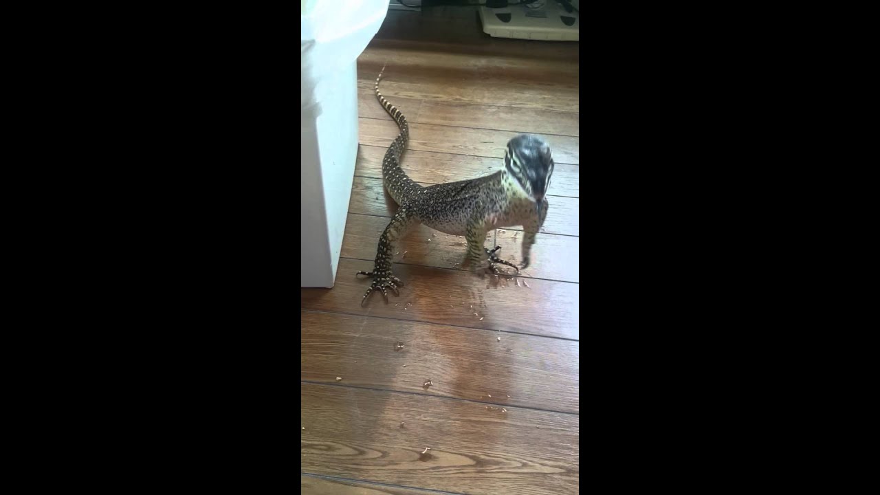 argus monitor argus monitor