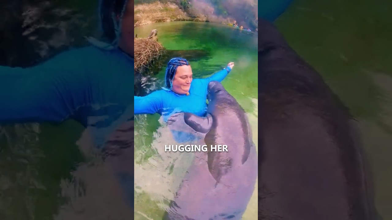 Manatee Hugs Her 😍