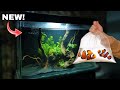 3 feet fish tank setup  adding fish  aquarium decoration