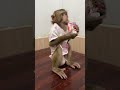 Hello Mario Youtubeshorts Monkey Trending Hello Mario Youtubeshorts Monkey Trending