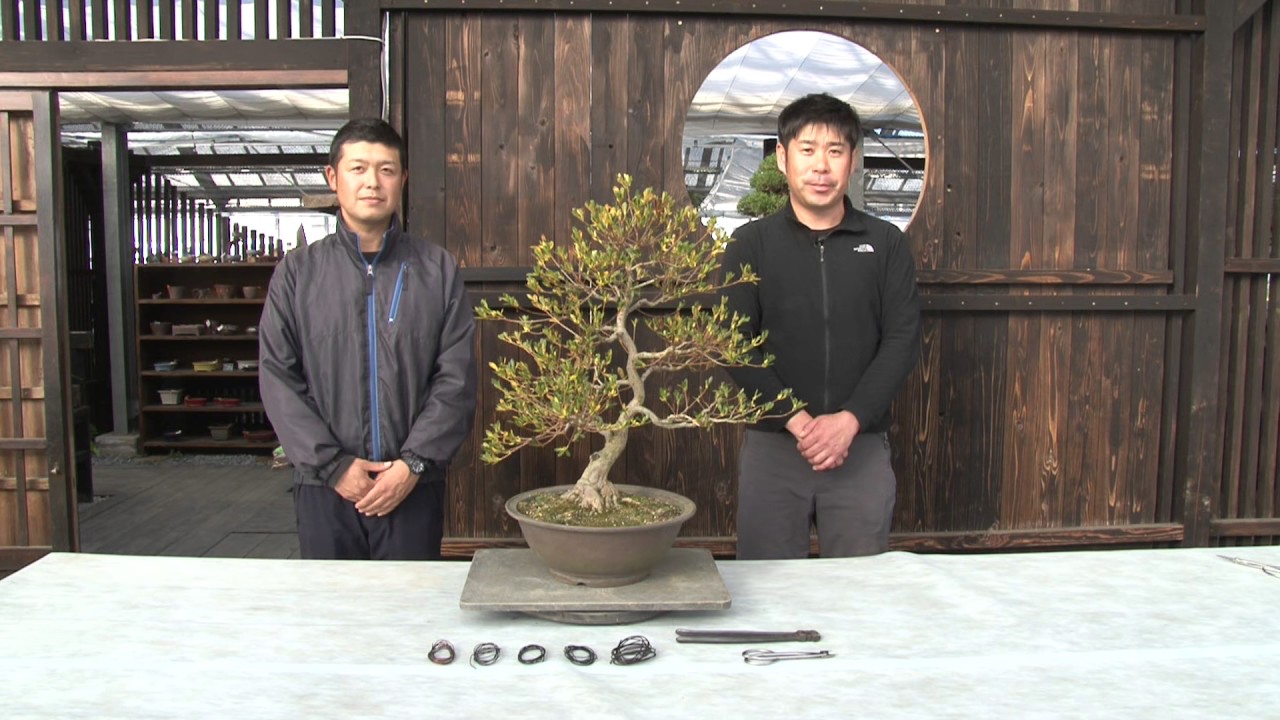 知れば簡単！さつきの手入れ ～針金かけ編～ - YouTube