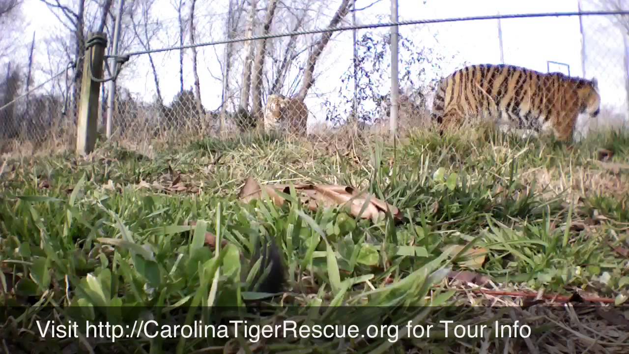 Unmanned Drone Over Carolina Tiger Rescue - 1 - YouTube