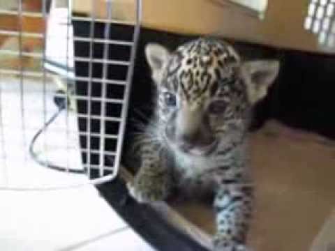 Baby Jaguar (Cub) Chews Finger Then \