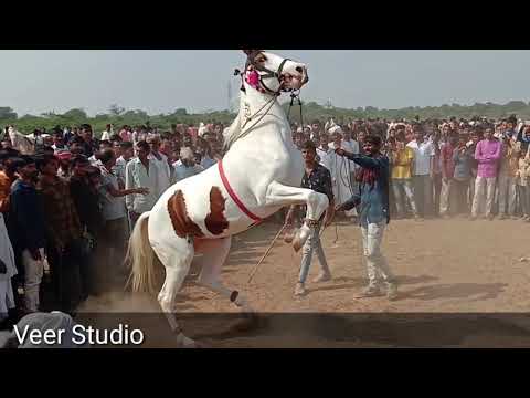 New Gujarati song Vs Horse Dance