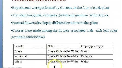 Extranuclear Genome Part 02