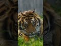 Have you ever been to the ZOO? (IELTS Speaking Answers) #Shorts