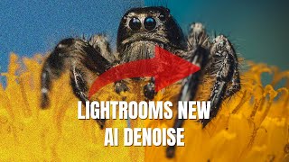 Adobe Lightrooms new AI Denoise | is it any good?