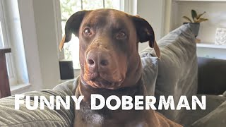 Goofy Doberman  #doberman #puppy #livilinschannle #dog #funny