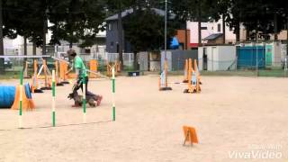 Cairn Terrier Agility 20160410 AG3