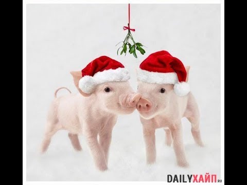 С Новым годом! Будь оригинальным! Подари IPhone с прикольным новогодним гороскопом!