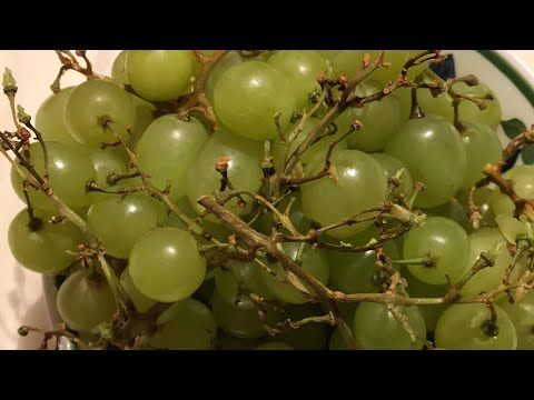 Video: Är sura druvor dåliga?