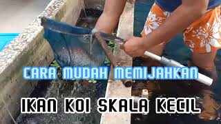 Home Breeding Cara Mudah Memijahkan Ikan Koi