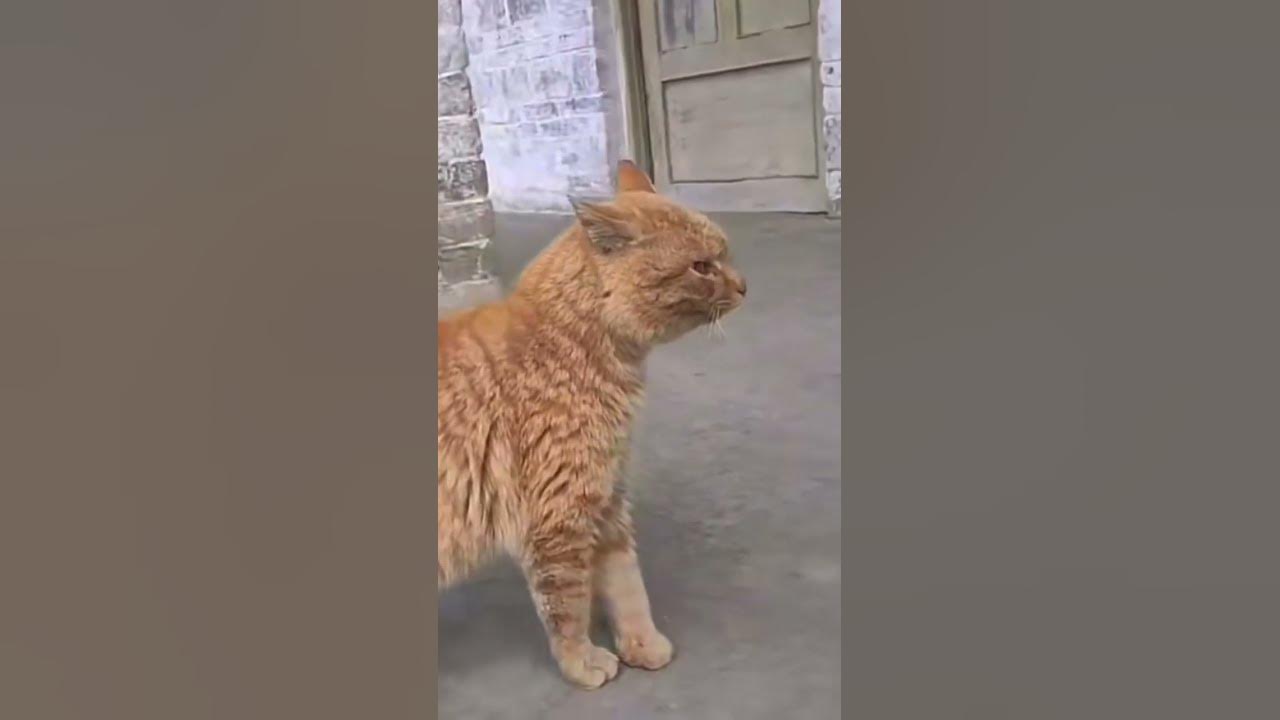 Why Has My Cat Started Crying At Night