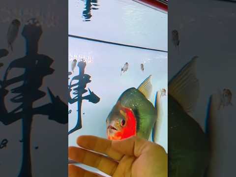 Serrasalmus Manueli Shorts