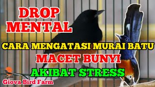 CARA MENGATASI MURAI BATU MACET BUNYI AKIBAT STRESS