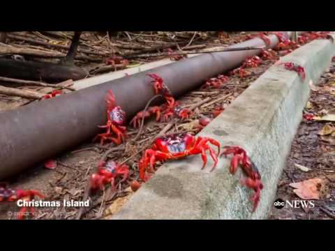 წითელი კრაბების მიგრაცია