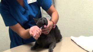 How to pill your cat by GriffithSmAnimalHosp 827 views 11 years ago 2 minutes, 59 seconds