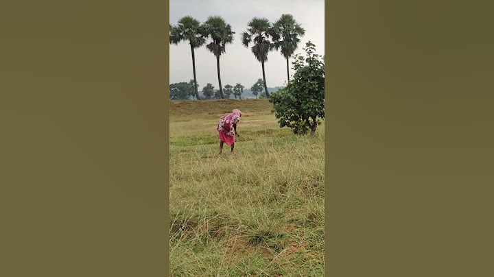 Collection of grass for making broom #jamtara #jharkhand #forestproducts #forest