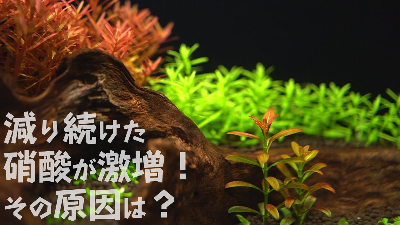 アクアリウム コケない水槽と熱帯魚の導入 Adaボトムプラスでやっちまう 30cm 09 Youtube