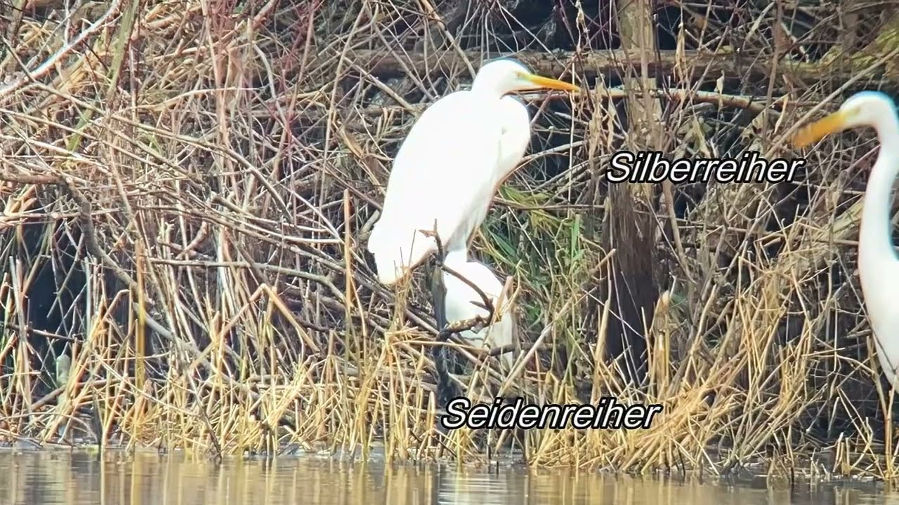 Koldinger Seen 05.12.2024 /  Excursion in 1 Minute