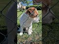 #швеция #животные #собака #собаки #музыка #music #spring #animals #dog #nature #sweden #жизнь
