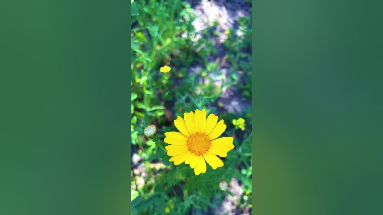 Bonita Long Canyon Park in San Diego, CA. 4/23/23 - YouTube