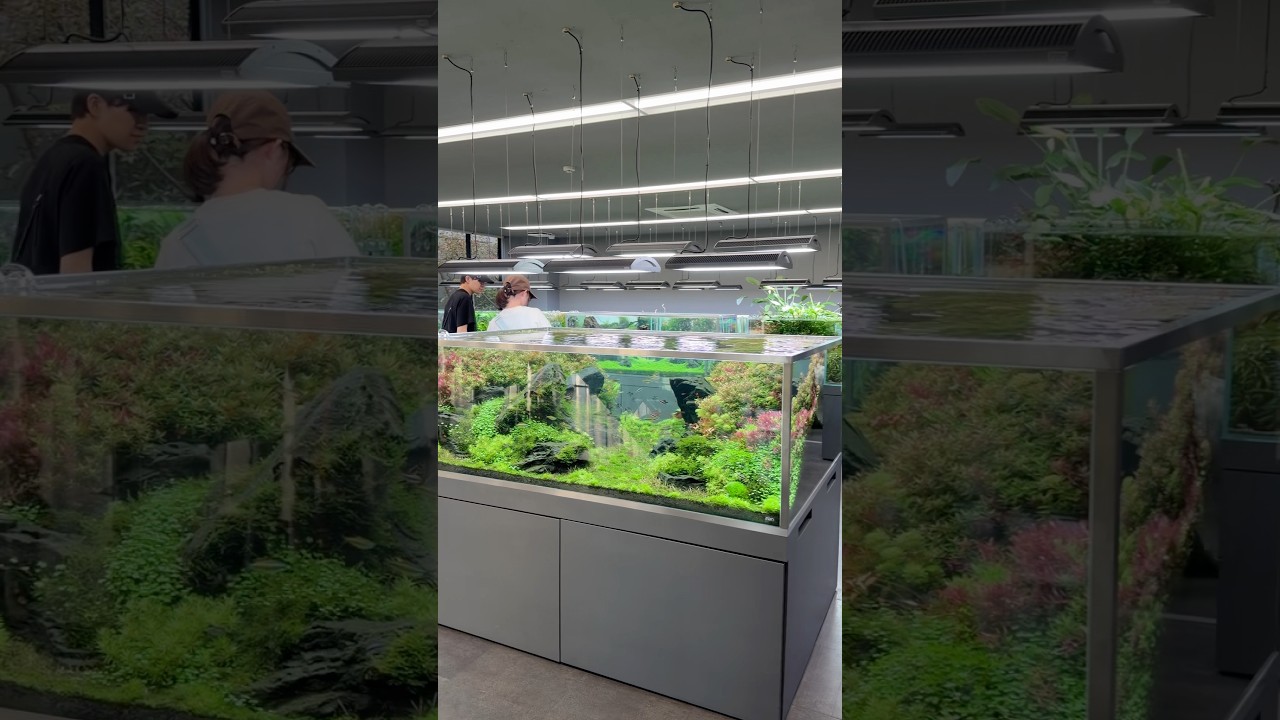 ADA Gallery 2026 #aquascape #adagallery #aquadesignamano #natureaquarium #plantedaquarium #aquarium