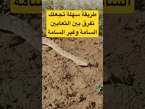 طريقة سهلة تجعلك تميز بين الثعابين السامة وغير السامة وتبتعد عن خطر الإصابة بعضاتها في الحياة البرية