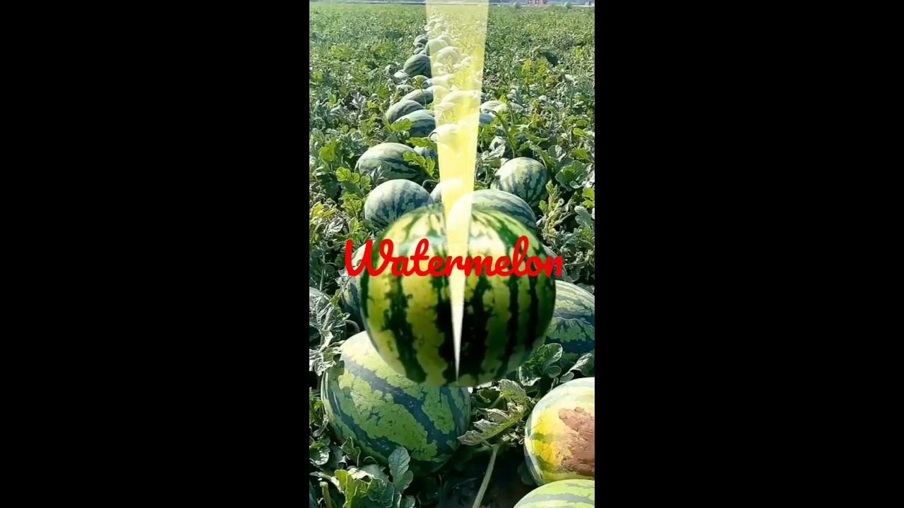 Good Morning Watermelon Fruits Satisfying Justforfun Fyp Memes Betashort Shorts Viralshort