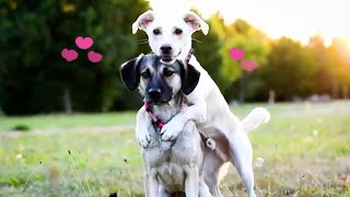 LOVING Pets 😻💞 | BEST Calming Videos of Cats, Dogs and Animals by The Pet Collective 24,976 views 2 months ago 20 minutes