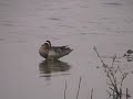 Garganey