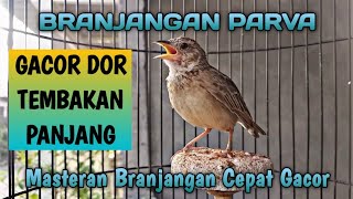 BRANJANGAN PARVA GACOR DOR FULL TEMBAKAN PANJANG