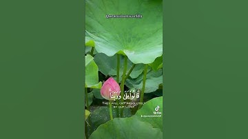 احمد النفيس سورة الأنعام