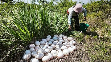 WOW Farmer skills a lot of duck eggs under grass pick a lot of duck eggs by hand skills