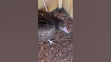 Have You Ever Heard What A Vulture Sounds Like Vulture Scary Loud Stinky 