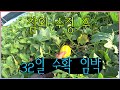 귀농 일상 vlog - 수정32일 수확 임박!